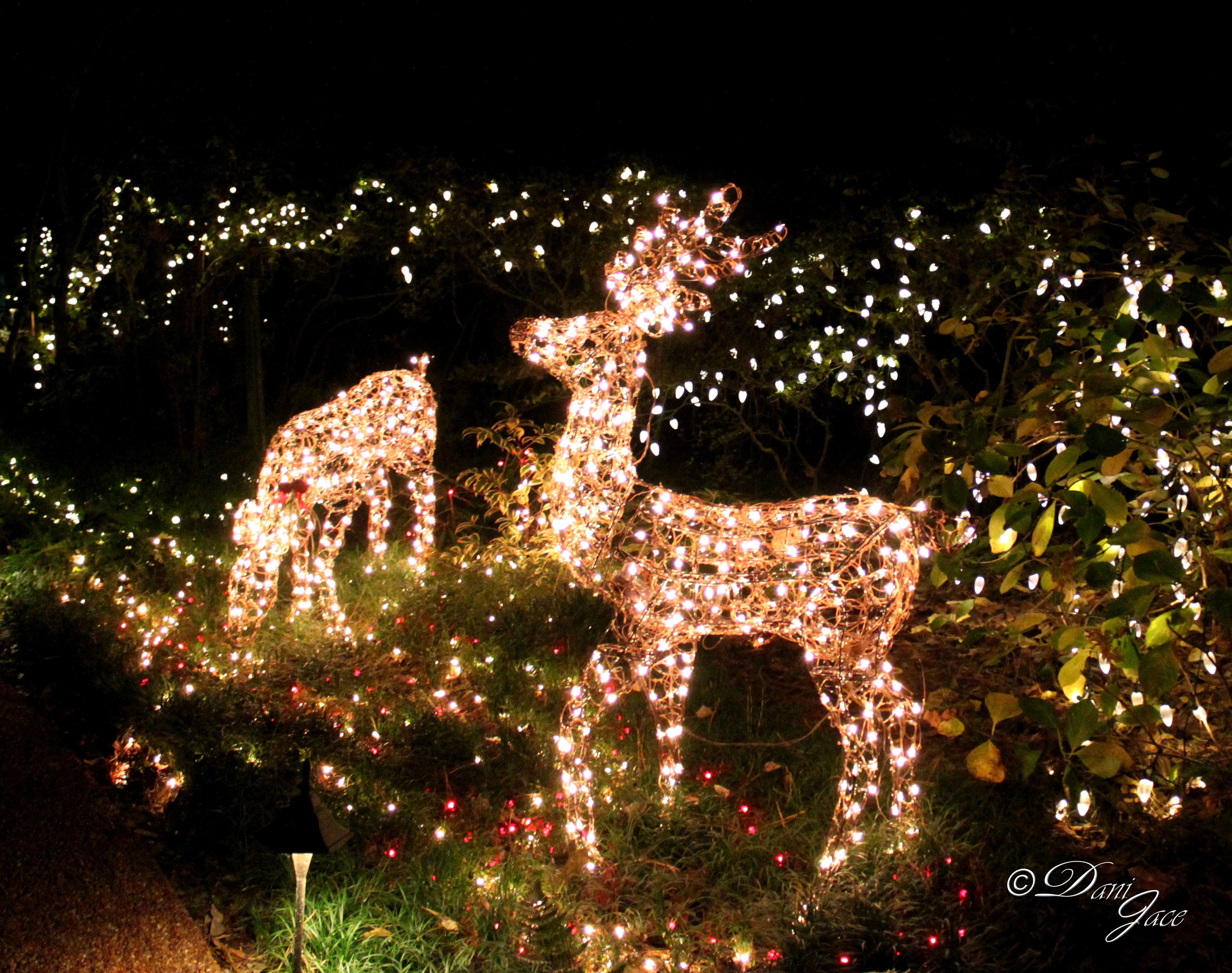 Lighted Reindeer