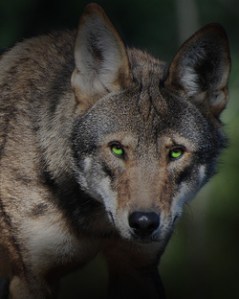 OnceAndFurtureLaura/cropped and eyes colored