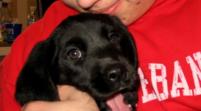 Dog Days Throughout the Years