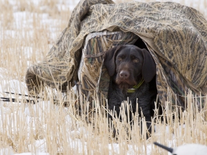 Duck hunting dog hiding in a blind